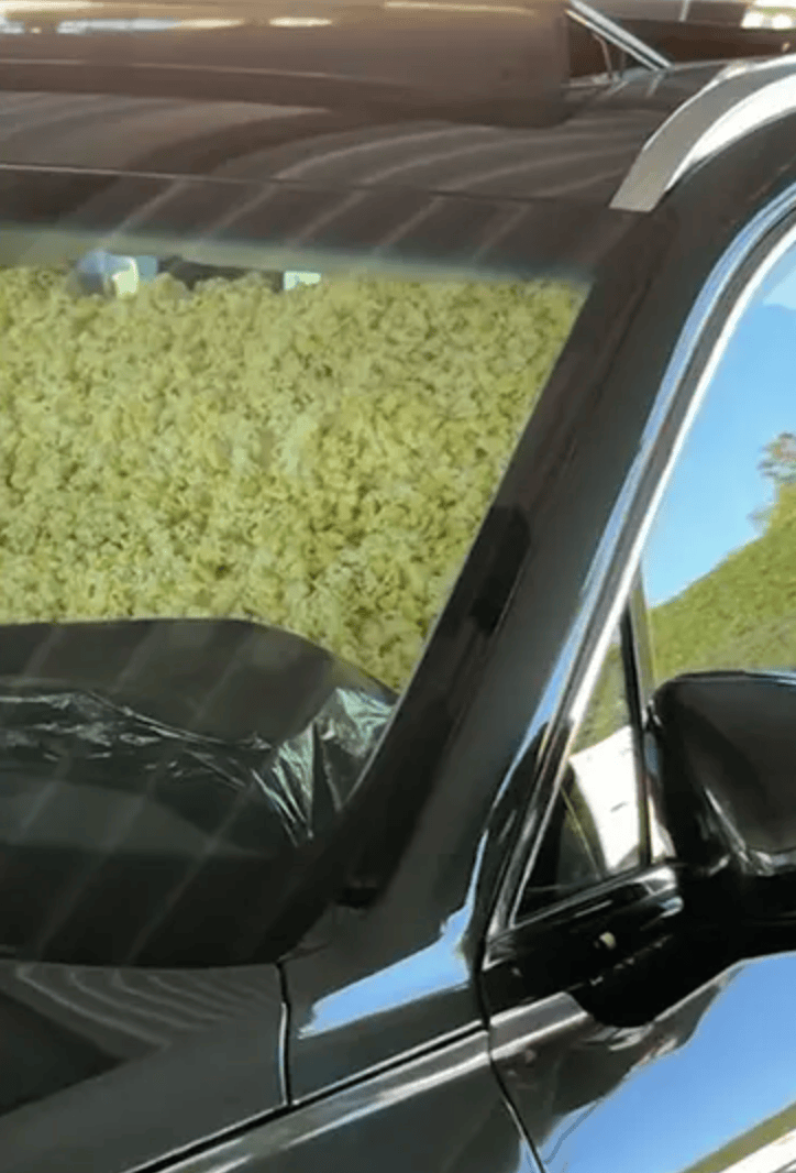 放在了博纳, 搞恶作剧